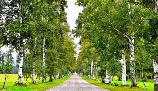 【全て個包装】帯広のばらまきお土産おすすめ17選｜帯広のご当地土産から定番の北海道銘菓まで紹介！