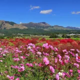 【車なし】熊本の1泊2日女子旅モデルコース＆おすすめ宿｜カフェ・温泉・絶景を満喫プラン