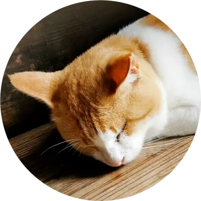 ま